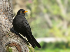 Turdus merula