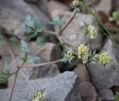Sanicula saxatilis