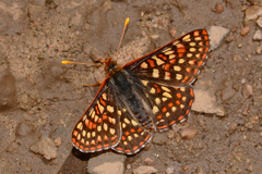 Euphydryas anicia windi