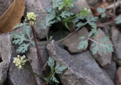 Sanicula saxatilis