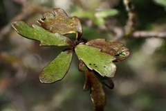 Pittosporum divaricatum