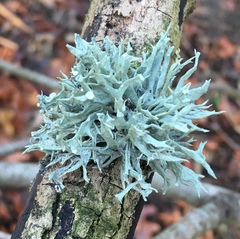 Ramalina fastigiata