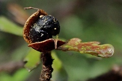Pittosporum divaricatum