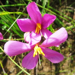 Chironia jasminoides