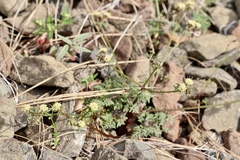Sanicula saxatilis