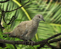 Streptopelia decaocto