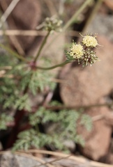 Sanicula saxatilis