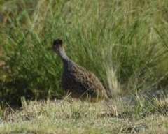 Nothoprocta cinerascens