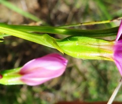 Chironia jasminoides