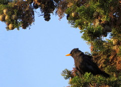 Turdus merula