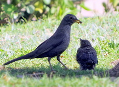 Turdus merula