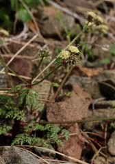 Sanicula saxatilis