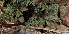 Sanicula saxatilis
