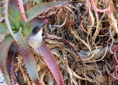 Curruca melanocephala