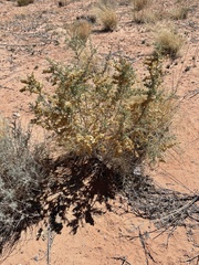 Atriplex canescens