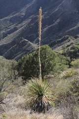 Dasylirion leiophyllum