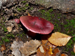 Cortinarius cardinalis