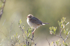 Cisticola aridulus