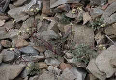 Sanicula saxatilis