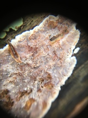 Eichleriella deglubens