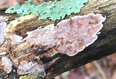 Eichleriella deglubens