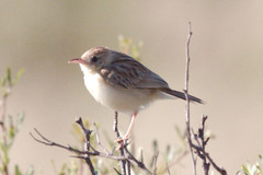 Cisticola aridulus