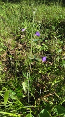 Delphinium alabamicum
