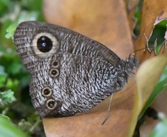 Ypthima horsfieldii humei
