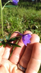 Delphinium alabamicum