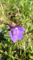 Delphinium alabamicum