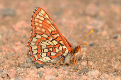 Euphydryas anicia windi