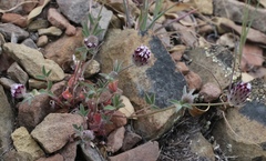 Trifolium dichotomum