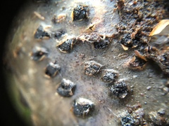 Diatrype disciformis