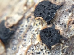 Diatrype disciformis