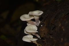 Lentinus concavus