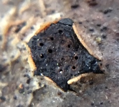 Diatrype disciformis