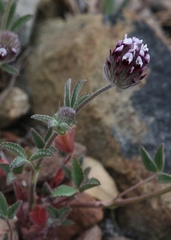 Trifolium dichotomum