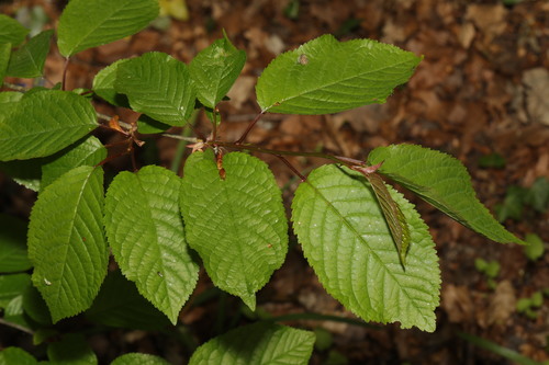 Prunus avium