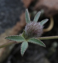 Trifolium dichotomum