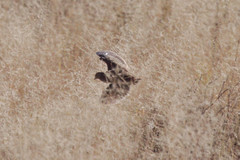 Turnix sylvaticus