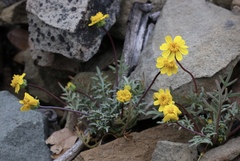 Leptosyne hamiltonii