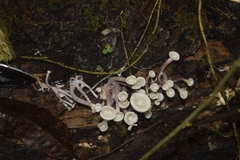 Lentinus concavus