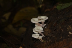 Lentinus concavus