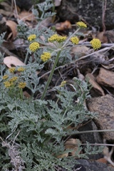 Lomatium observatorium