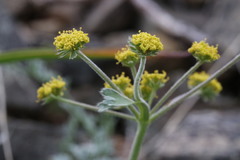 Lomatium observatorium