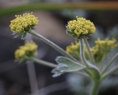 Lomatium observatorium