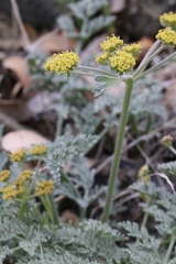 Lomatium observatorium