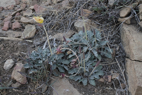Image of Oenothera brachycarpa by (c) Reid Hardin, some rights reserved (CC BY)
