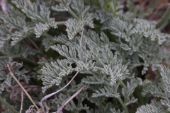 Lomatium observatorium