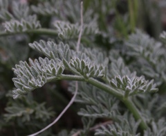 Lomatium observatorium